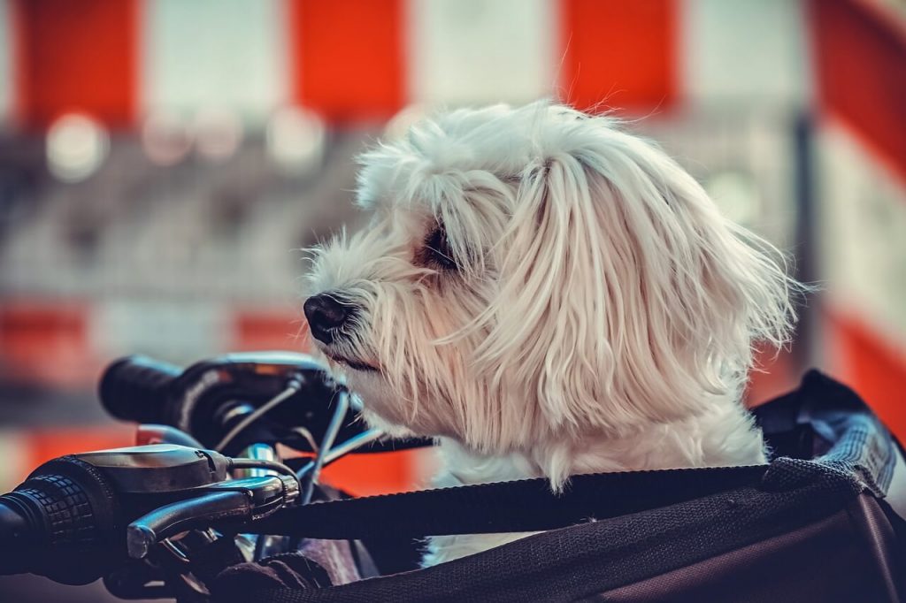 Best Dog Carrier Backpacks