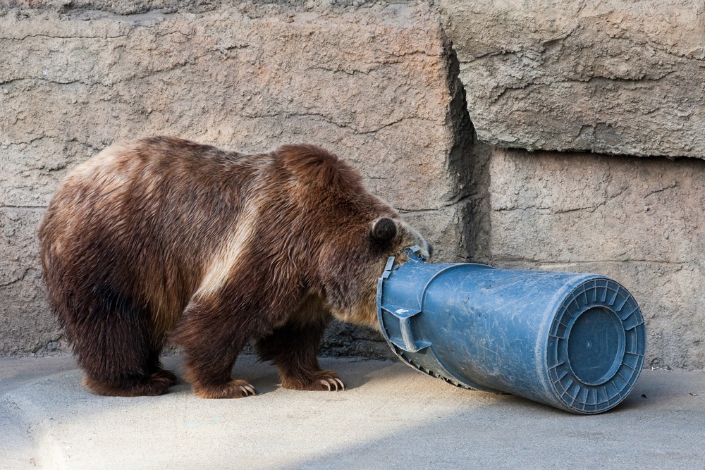 Best Bear Canister