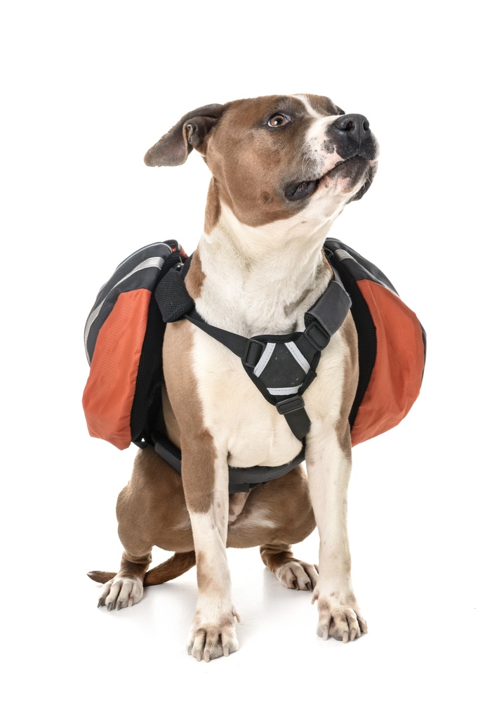 Best Dog Backpacks